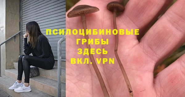 индика Аркадак